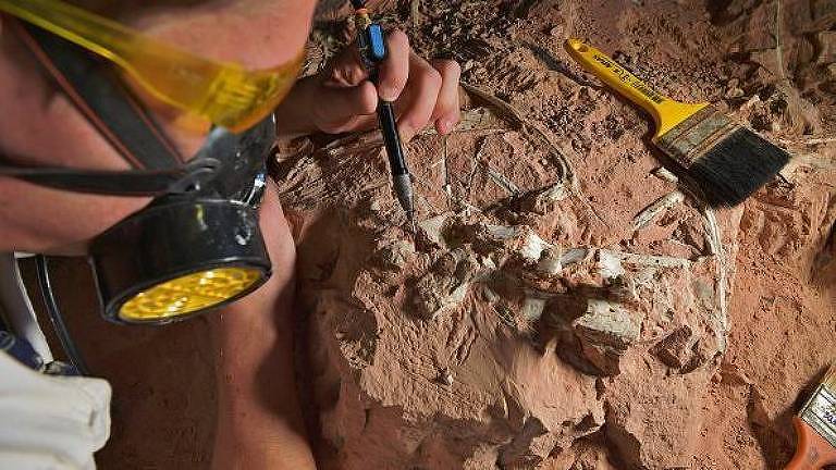Paleontólogo trabalha em fóssil descoberto no Rio Grande do Sul