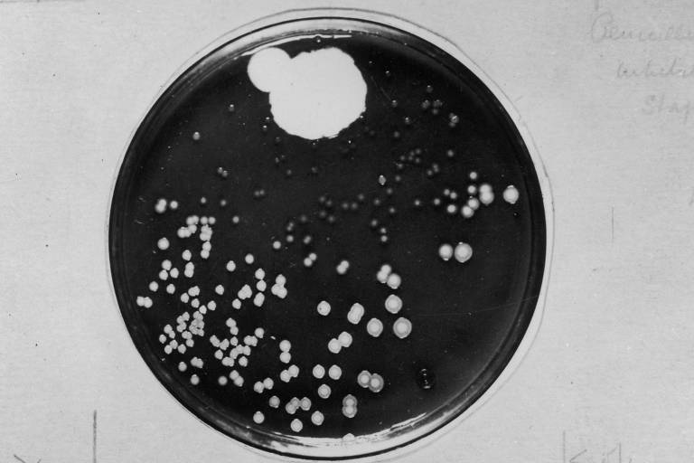 Disco de placa de Petri contendo bactérias embaixo e fungo Penicillium em cima