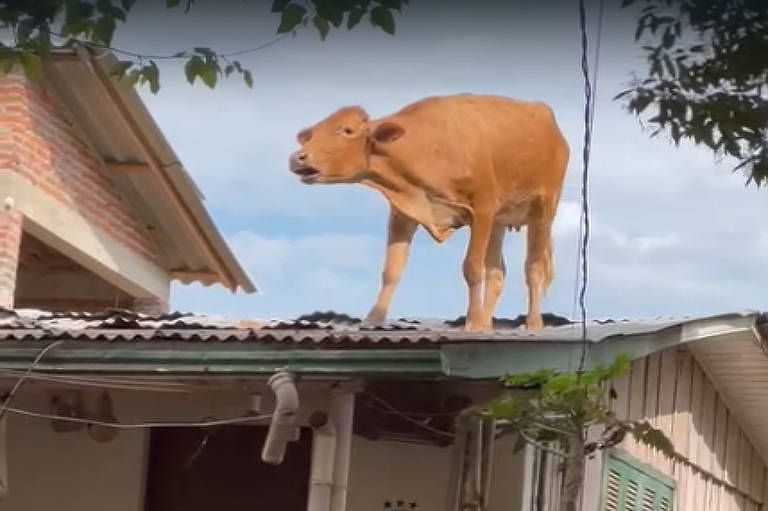 Vaca é resgatada de telhado em cidade do RS após enchente