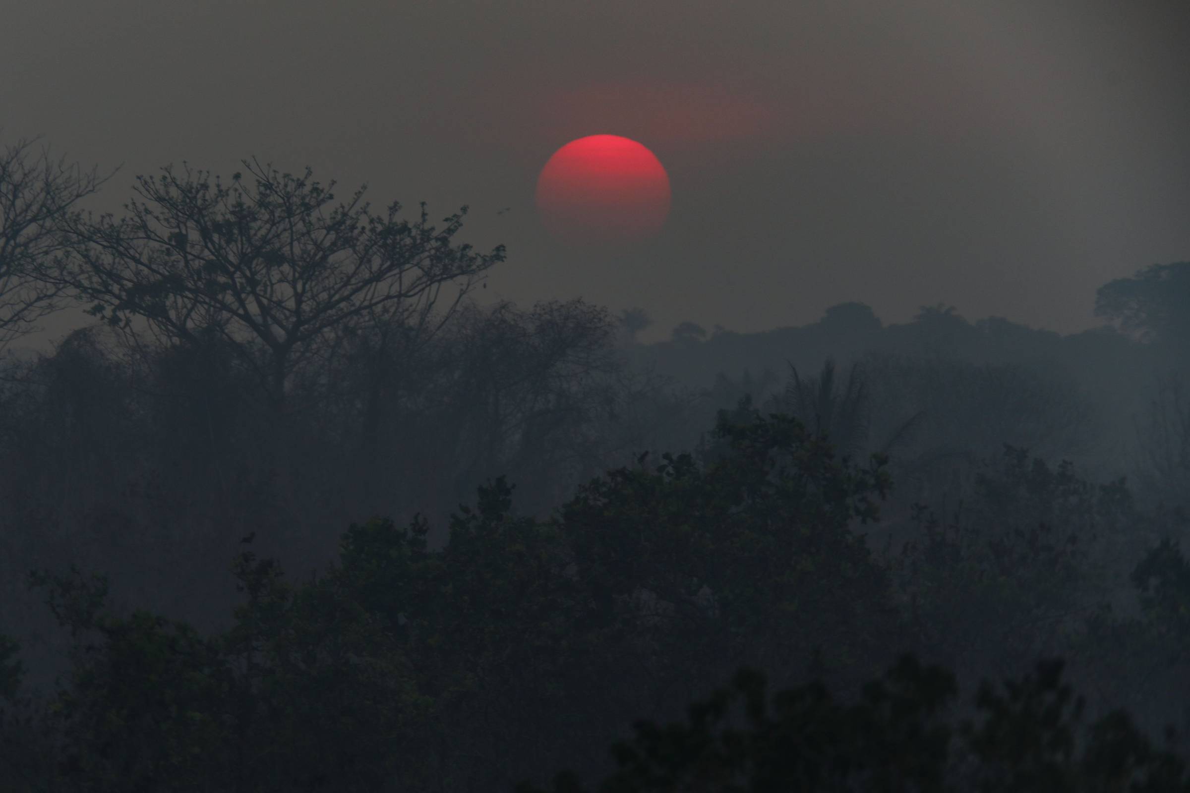 Amazonas déclare une situation d’urgence environnementale – 15/09/2023 – Science et Santé