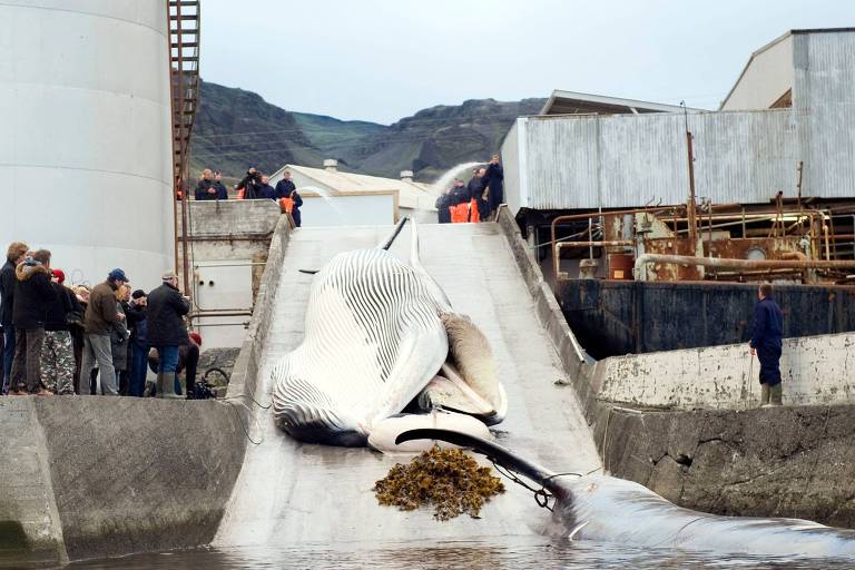 Pescadores da Islândia matam primeiras baleias após caça ser autorizada novamente
