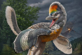 A life reconstruction of the bird-like dinosaur Fujianvenator prodigiosus, which lived 148 million to 150 million years ago in China