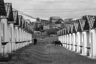 Vacas pastam nas ruas vazias do conjunto habitacional Burissatuba 1, em Camaçari