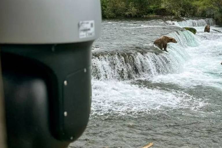 Câmeras foram colocadas no Parque Nacional Katmai, no Alasca, para a observação de ursos-pardos caçando salmão