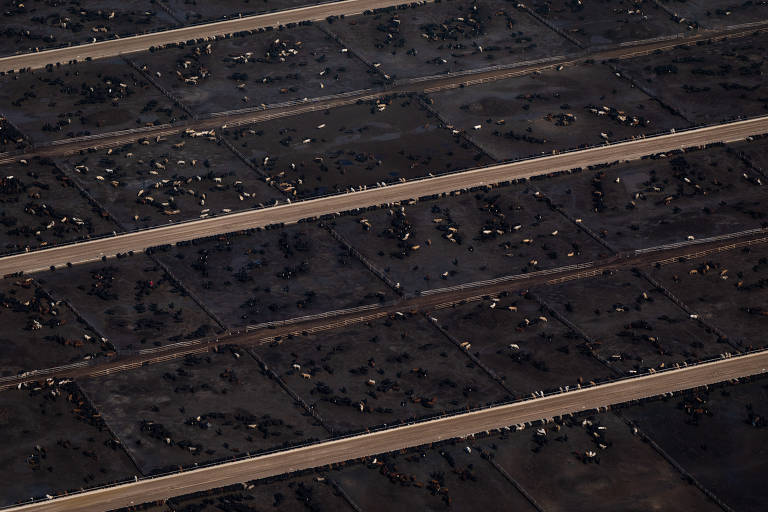 Gado em um confinamento em Garden City. A perda de água subterrânea está prejudicando estados produtores de grãos e também criadores de animais
