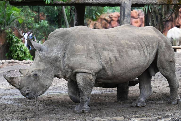 Rinoceronte mata cuidadora de zoológico na Áustria