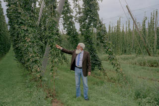 Frank Braun, chairman of the Spalter hops-growing company, at a hop field in Mosbach, Germany, Aug. 28, 2023. (Ingmar Nolting/The New York Times)