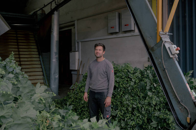 O fazendeiro Andreas Auernhammer, cercado por lúpulos Spalter colhidos por sua máquina de colheita em Spalt