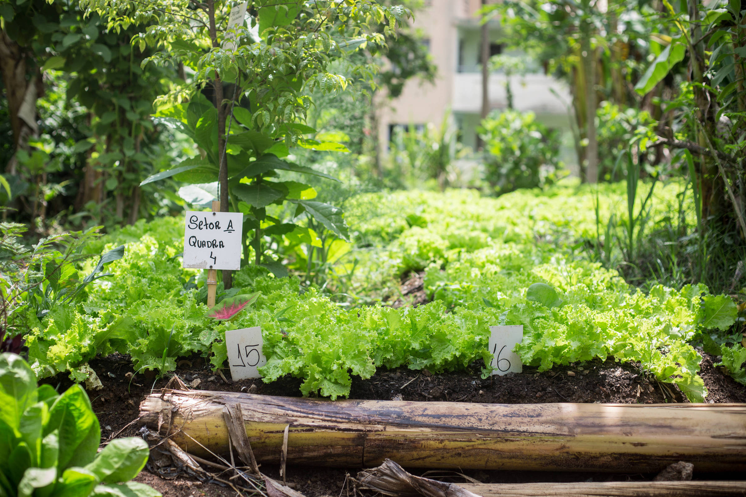 A agricultura urbana em São Paulo e Belo Horizonte: Uma proposta