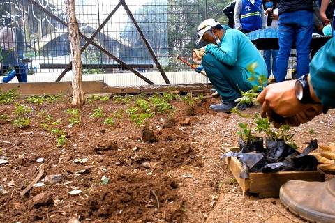 Com a orientação de agentes de promoção ambiental, munícipes aprendem técnicas de cultivo em hortas comunitárias por meio do PAVS ((Programa Ambientes Verdes e Saudáveis), implantado em 330 Unidades Básicas de Saúde 