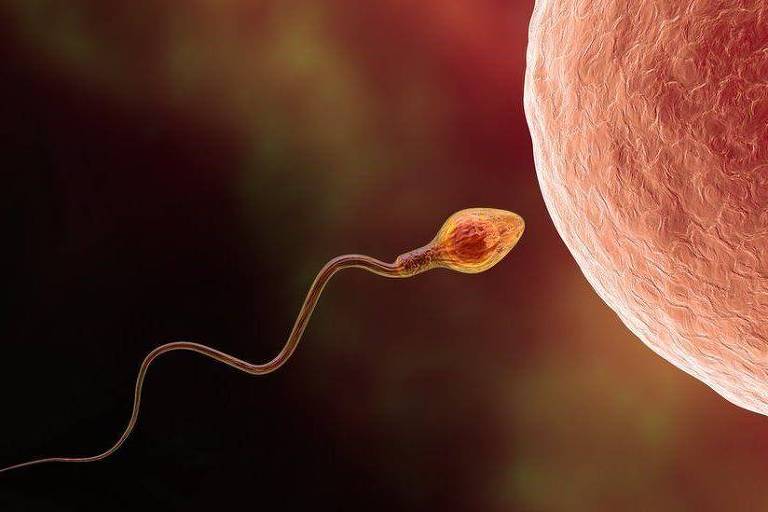 Ilustração de um óvulo e espermatozoide humano