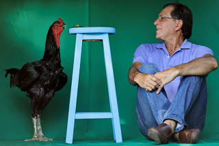 Avicultura Gigante breeding giant roosters for small-scale meat production and ornamental purposes in Central Brazil