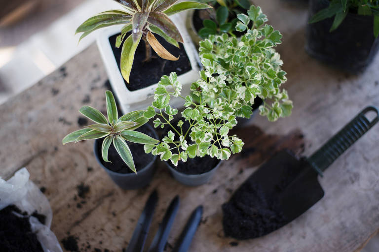 Vasinhos de plantas sobre uma mesa de madeira com uma pá com terra e um pedaço de garfo de jardinagem