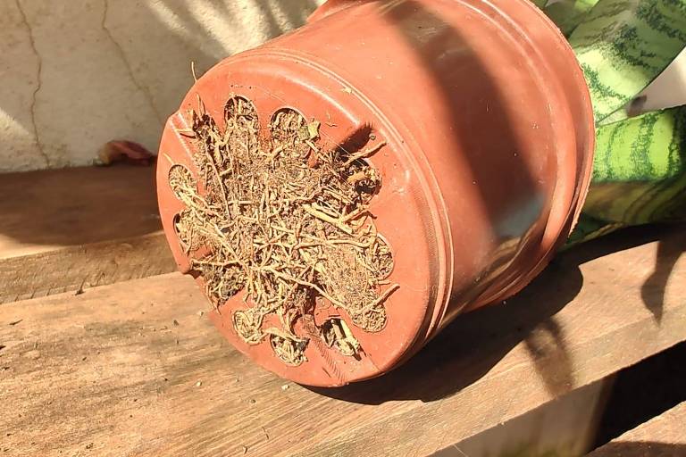 Raízes da planta saindo pelos buracos debaixo do vaso
