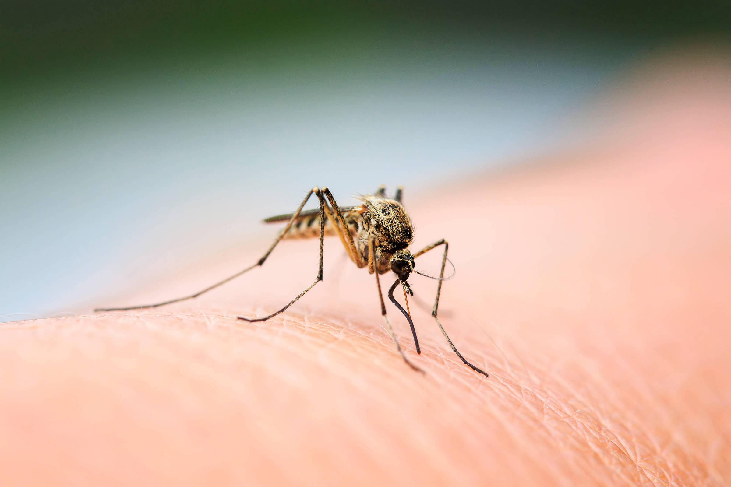 Rio confirms first case of type 4 dengue fever since 2018 – 12/07/2023 – Health