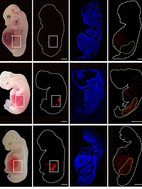 Na imagem, células de rim humano (em vermelho) crescem dentro de um embrião quimérico de porco e humano; fileira de cima representa um embrião de porco "normal".