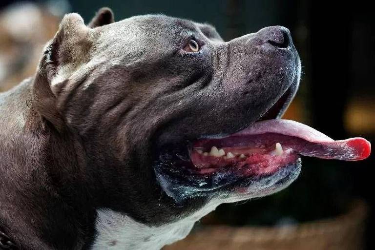 Reino Unido proibirá cães American XL Bully até o final do ano, diz Sunak