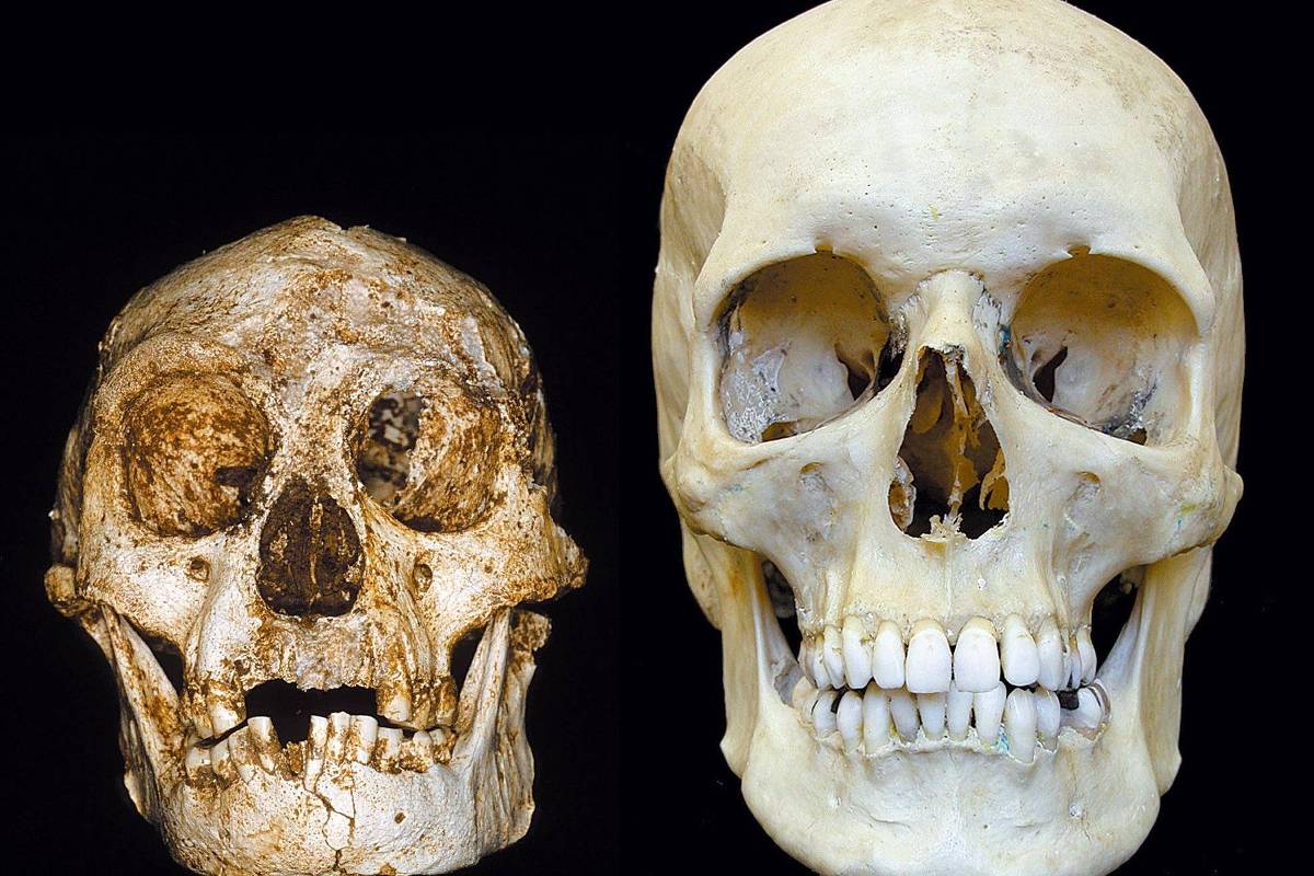 For geneticists, our ancestors did not fear extinction – 09/15/2023 – Science