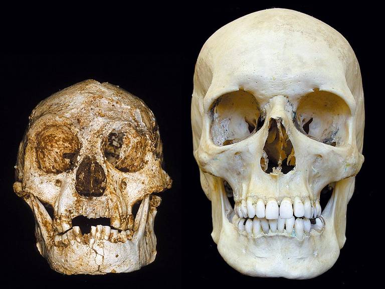 Crânio de humano moderno (à direita) e do 'Homo floresiensis', uma das espécies de hominídeos descobertas que coexistiram com o 'Homo sapiens'