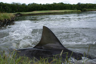 A bull sharks dorsal fin in a lake at Carbrook Golf Club in Brisbane, Australia, in 2012. (Scott Wagstaff via The New York Times)
