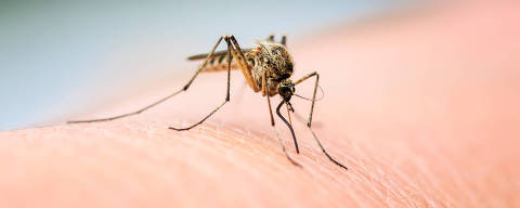 nasty insect mosquito sitting on her hand and drinks the blood of the pierced skin - (Photo: nataba/Adobe Stock)