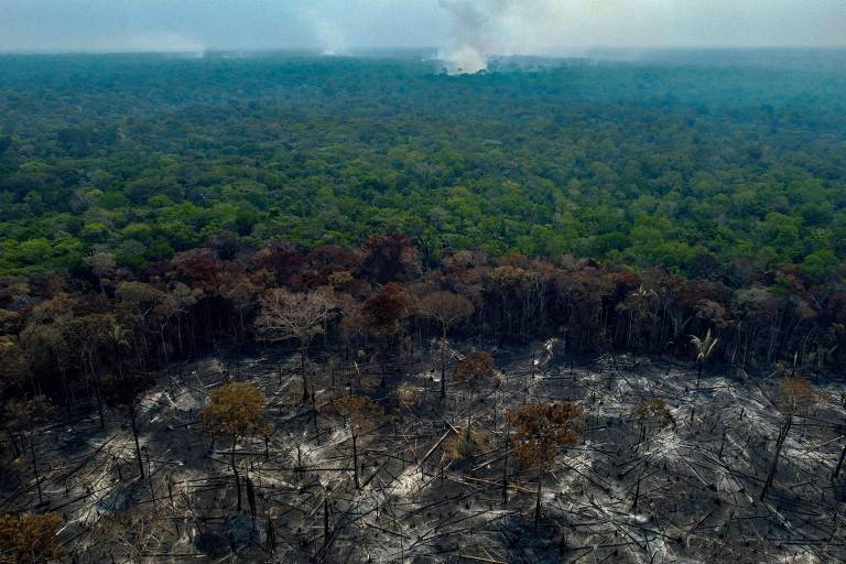 Vista aérea de área da floresta dividida entre árvores de pé, inteiras, e outras queimadas, deixando o terreno em aberto