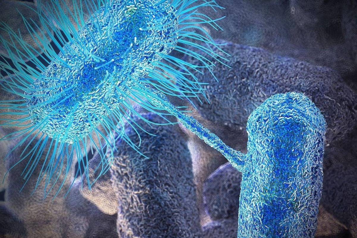New antibiotic is capable of killing resistant bacteria – 01/03/2024 – Health