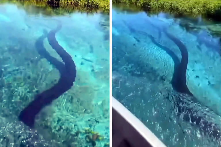 Montagem de duas fotos de sucuri nas águas de rio em Bonito