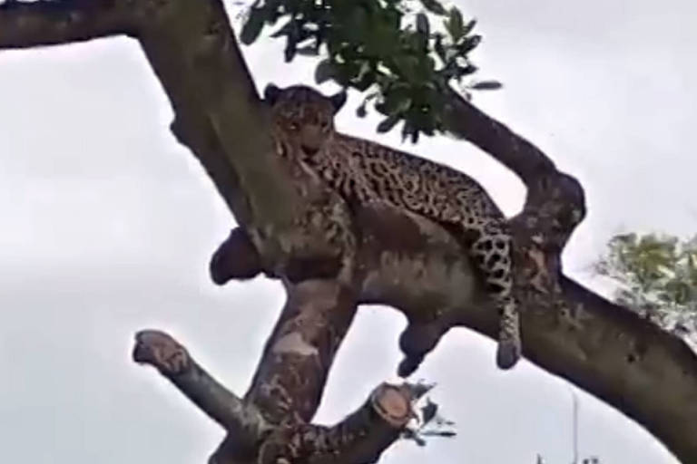 Sombra e água fresca: Onça-pintada é flagrada descansando em árvore no Pantanal; vídeo