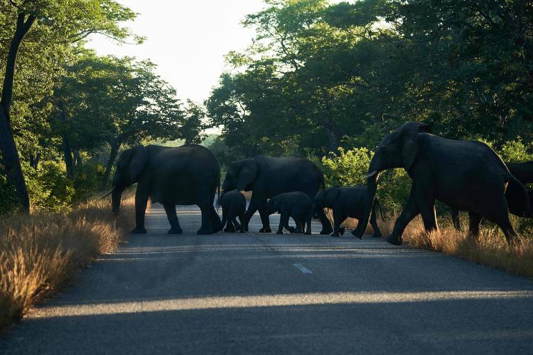 Família de elefantes com três adultos e três filhotes cruzam uma estrada em meio a uma floresta