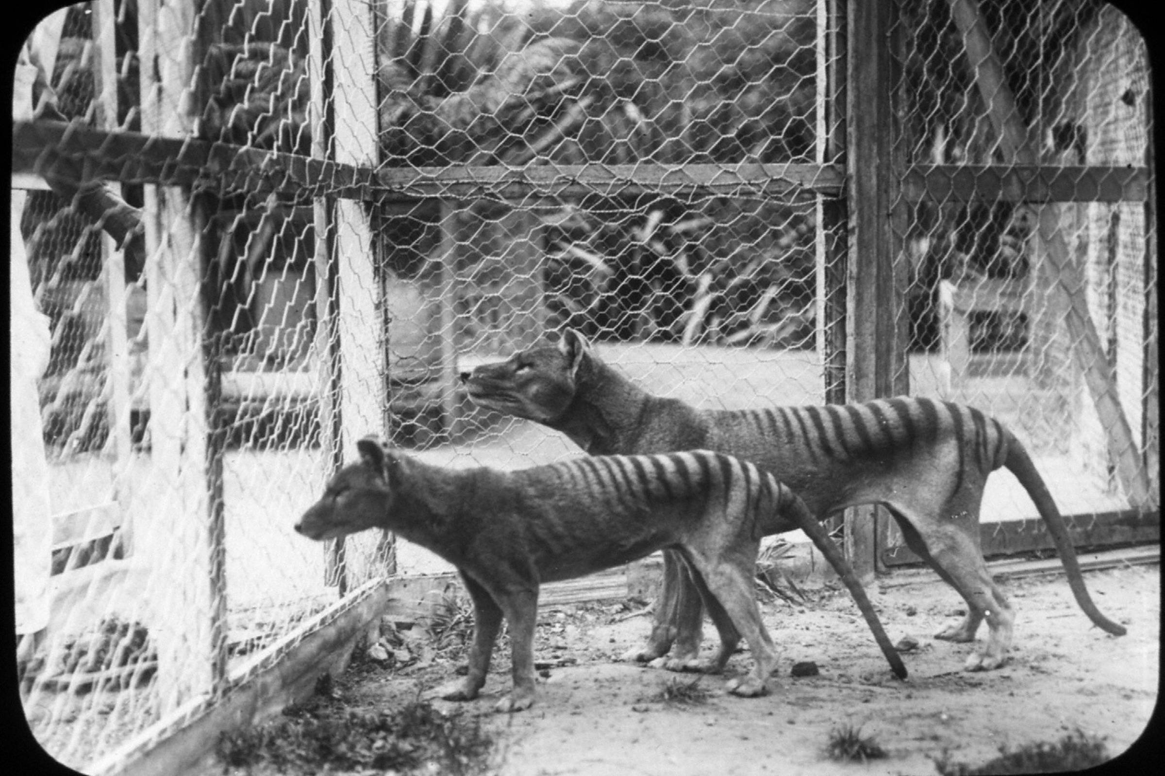 RNA from extinct Tasmanian tiger is recovered for the first time – 09/20/2023 – Science