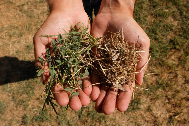 A imagem mostra duas mãos segurando dois tipos diferentes de grama. Na mão esquerda, há grama verde e fresca, enquanto na mão direita, há grama seca e marrom. O fundo é um gramado seco.