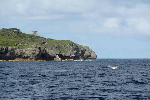This September 11, 2018, image released by the Conservation International shows a Humpback Whale near Niue Island in the South Pacific. For just under $150, you can now directly sponsor marine conservation across one square kilometer of the Pacific Ocean through a novel scheme announced this week by the tiny island of Niue. But finding the resources to protect these habitats from the threats of illegal and over fishing, climate change and pollution had proven challenging for one of the world's smallest self-governing nations. 
