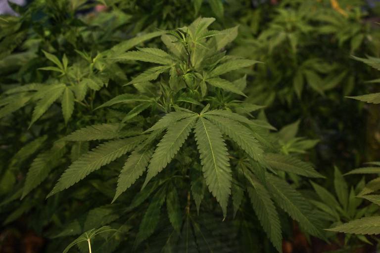 Pesquisas com Cannabis podem levar ao desenvolvimento de 25 mil produtos, diz agrônomo