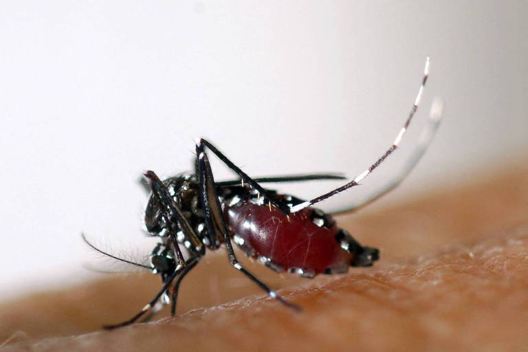 'Primo' do Aedes aegypti também é responsável por alta dos casos de dengue no Brasil, diz especialista