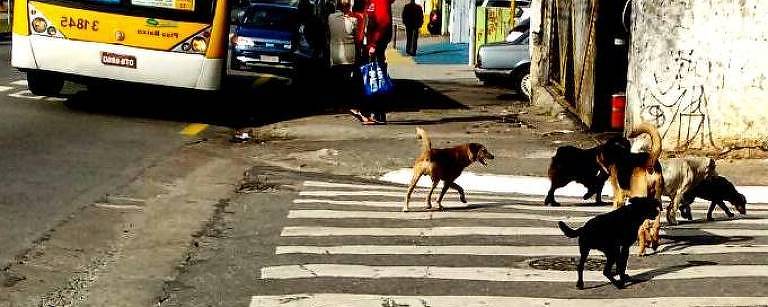 Uma foto que vale por mil colunas; memórias de cachorros de rua na zona leste