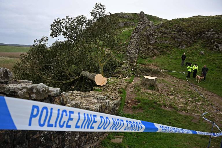 A árvore Sycamore Gap derrubada em parque de Northumberland, no Reino Unido