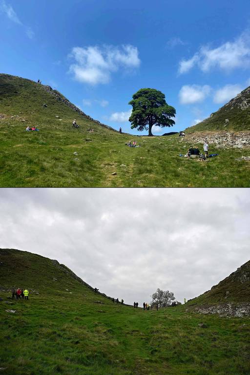 Fotos mostram árvore Sycamore Gap antes e depois de ser derrubada na Inglaterra