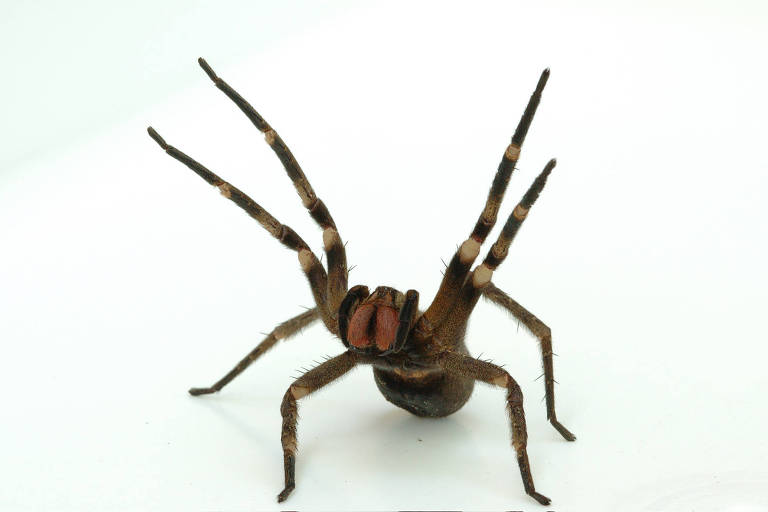 A aranha-armadeira é uma das espécies mais venenosas do mundo e é assim chamada por causa de sua posição de ataque, com as patas dianteiras levantadas