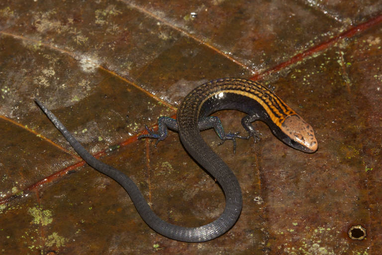 Iphisa elegans, a espécie "original", encontrada próximo ao município de Japurá (AM)