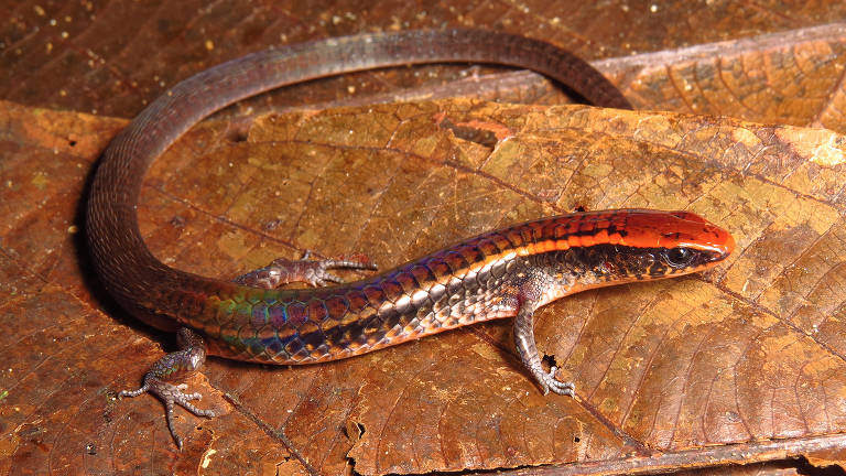 Novas espécies de lagartos homenageiam Bruno Pereira, Dorothy Stang e etnias indígenas