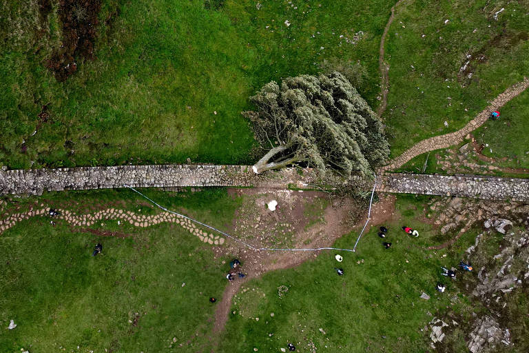 Polícia prende 2º suspeito de derrubar a árvore mais famosa do Reino Unido