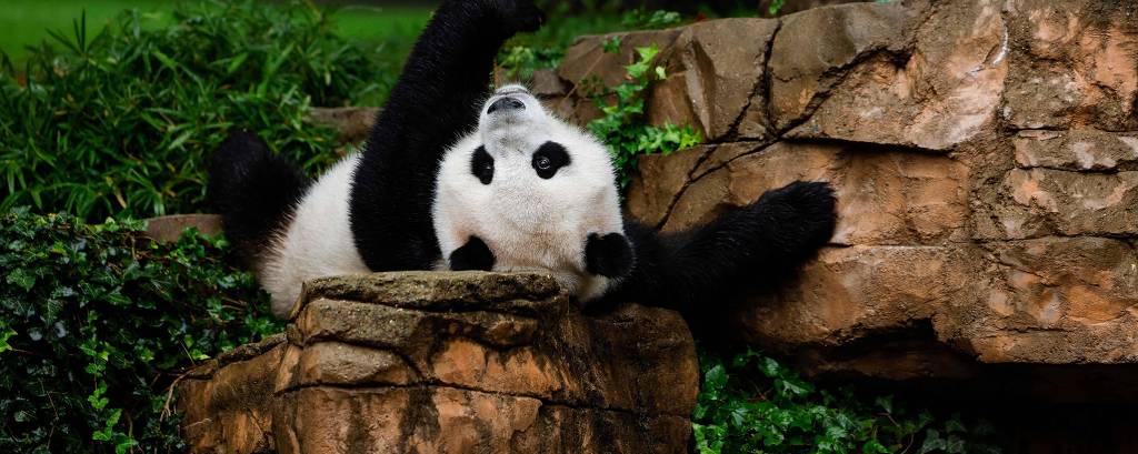 O campeão de xadrez e o 'soft power' chinês