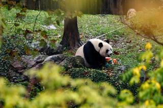 D.C.'s National Zoo Holds A PandaPalooza Event, As Zoo Prepares To Return Them To China In December