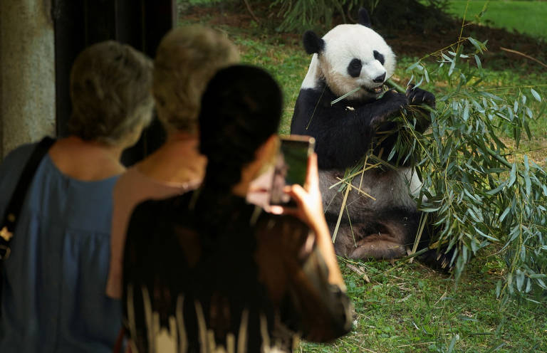 Os pandas do zoológico de Washington