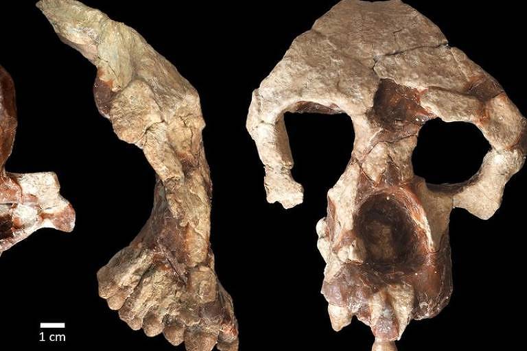 Crânio da espécie 'Anadoluvius turkae', hominíneo (membro do grupo dos grandes símios e humanos) de quase 9 milhões de anos