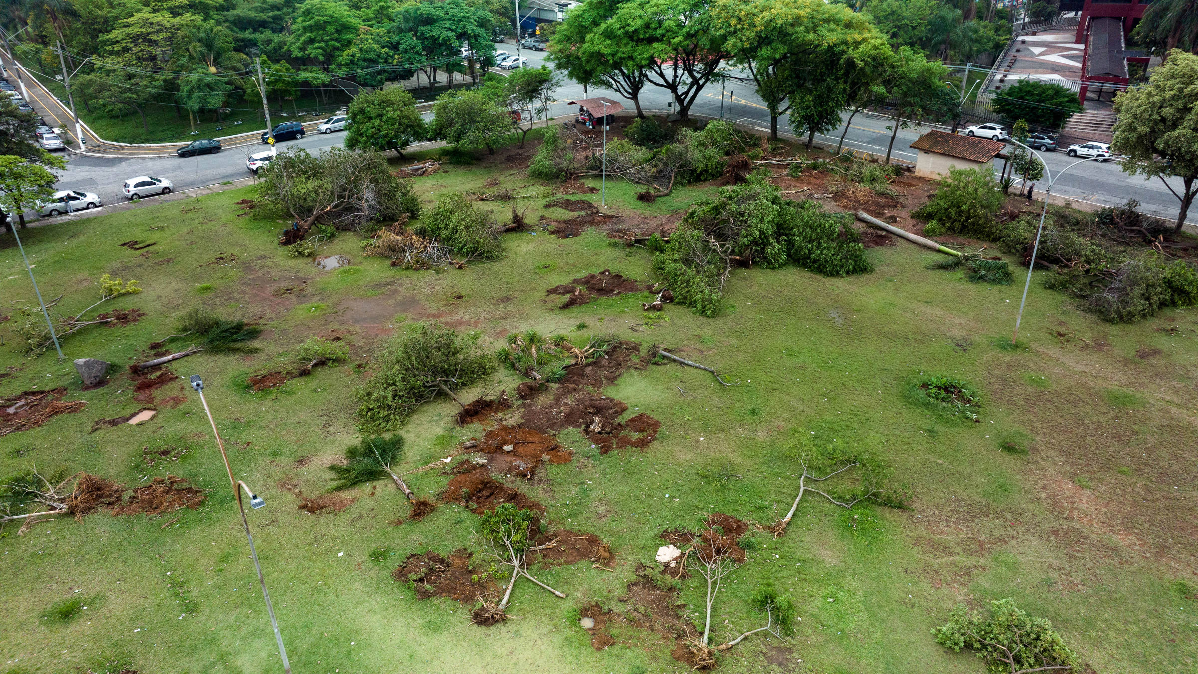 São Paulo corta árboles para evitar encuentros sexuales - 04102023 - São  Paulo - Folha