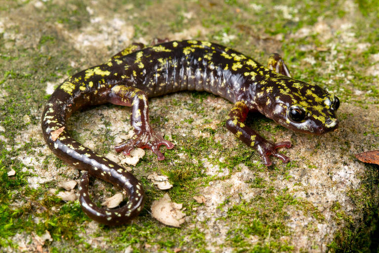 A salamandra verde do desfiladeiro de Hickory Nut Gorge, uma espécie da Carolina do Norte, nos Estados Unidos, é classificada como criticamente ameaçada pela Lista Vermelha de Espécies Ameaçadas da IUCN devido à destruição e degradação do habitat.