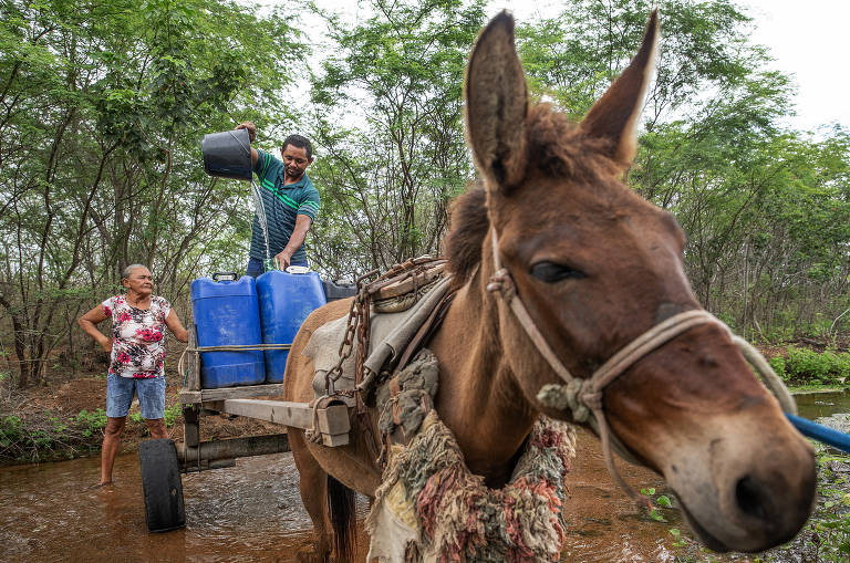 Maria de Fátima Jesus dos Santos, 68, pega água com o filho, José dos Santos, 47, em riacho em Água Branca; no sertão de Alagoas, pessoas fazem viagens que ultrapassam 10 km em busca de água; fica no estado a maioria dos municípios com alta vulnerabilidade que não recebeu reservatórios