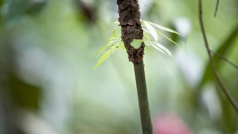 formigas sobre uma planta